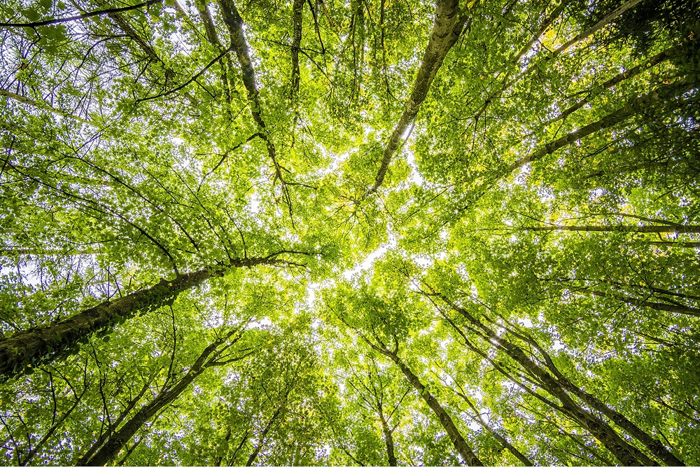 Forestry | New Zealand